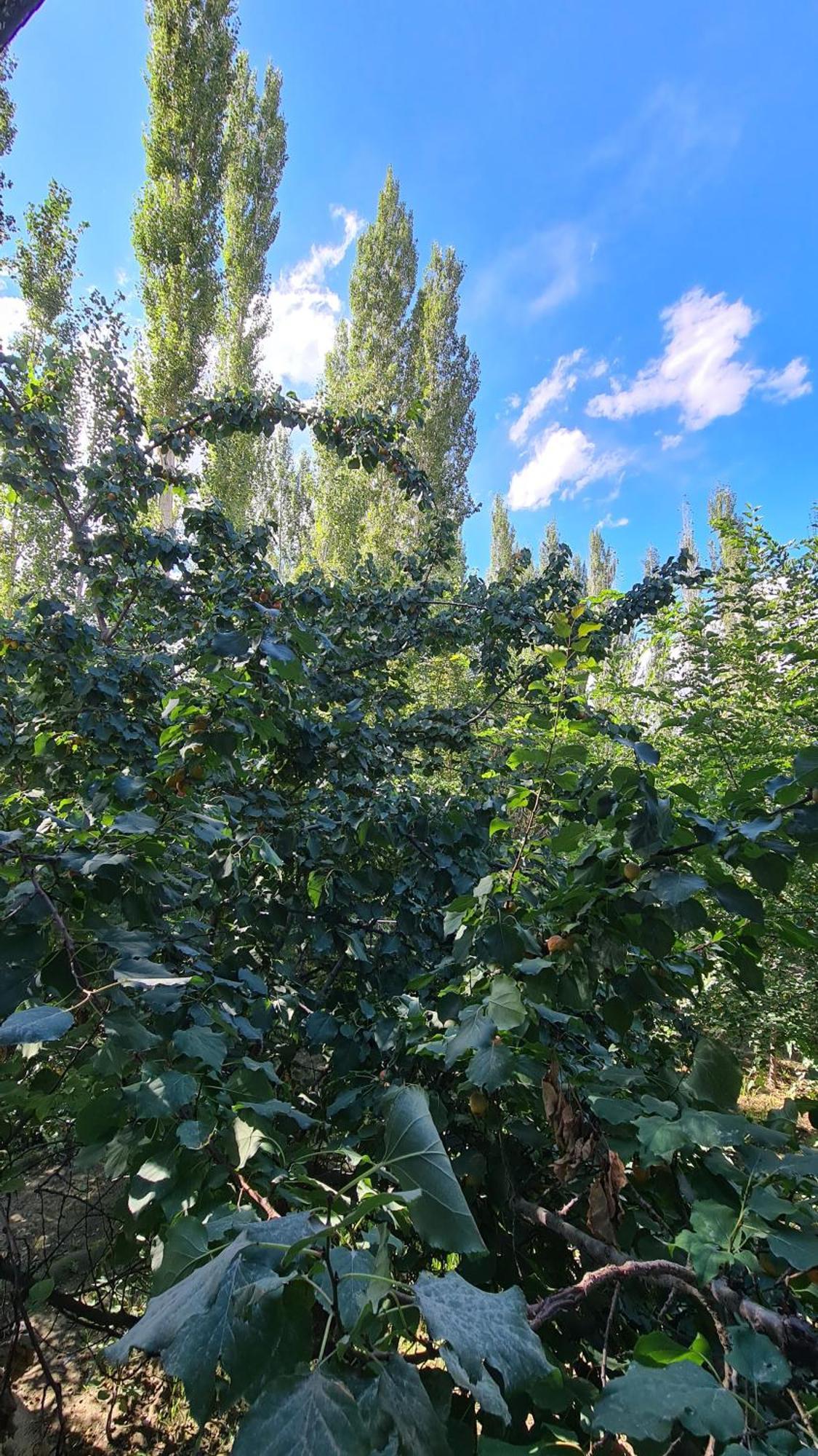 Rus Olive Lodge Skardu Cameră foto